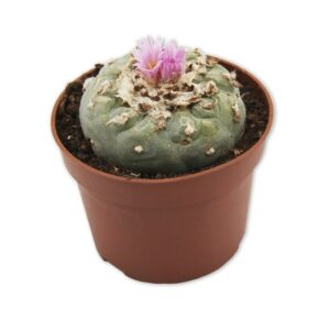 Peyote 5 – 7 cm
