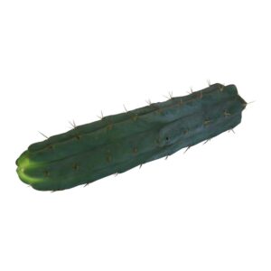 Cutting Bridgesii 35 – 39 cm