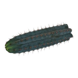 San Pedro Cutting Peruvianus – 25 – 29 cm